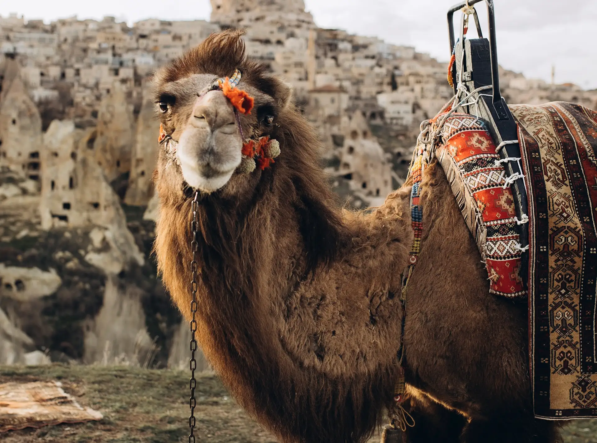 Cappadocia Camel Riding Tour preview 2